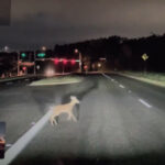 Tesla Autopilot running on FSD 12.5.2 stops Model Y to save the lives of deer crossing the road (video in article).